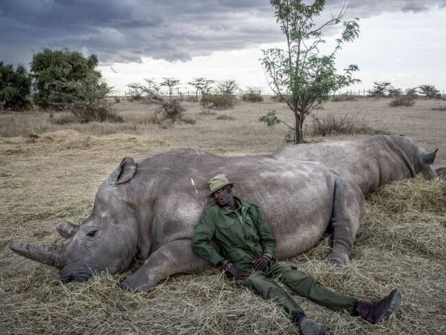 Conozca el reportaje gráfico dedicado a los dos únicos ejemplares del rinoceronte blanco