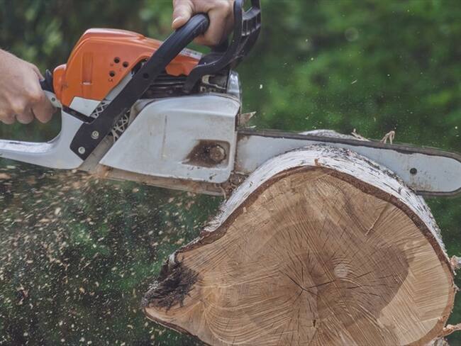 En Bogotá se talarán 50 árboles para ampliar 15 estaciones de Transmilenio. Foto: Getty Images
