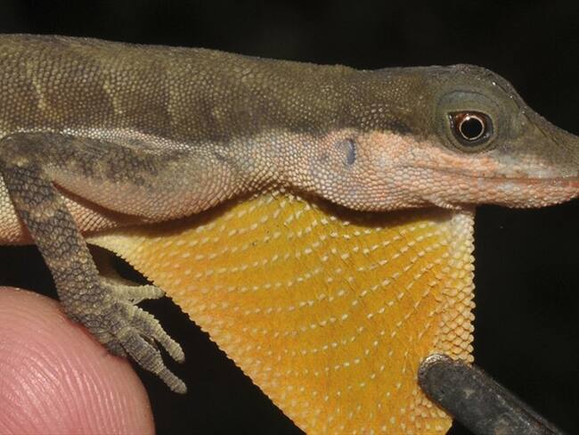 Colombia, el país con mayor número de especies de lagartijas del género Anolis