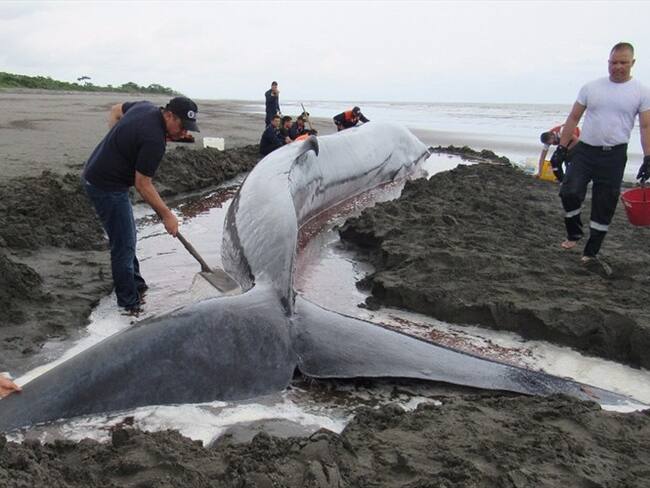 Fallece una ballena encallada en la Costa Pacífica de Nariño. Foto: Dirección General Marítima (Dimar)