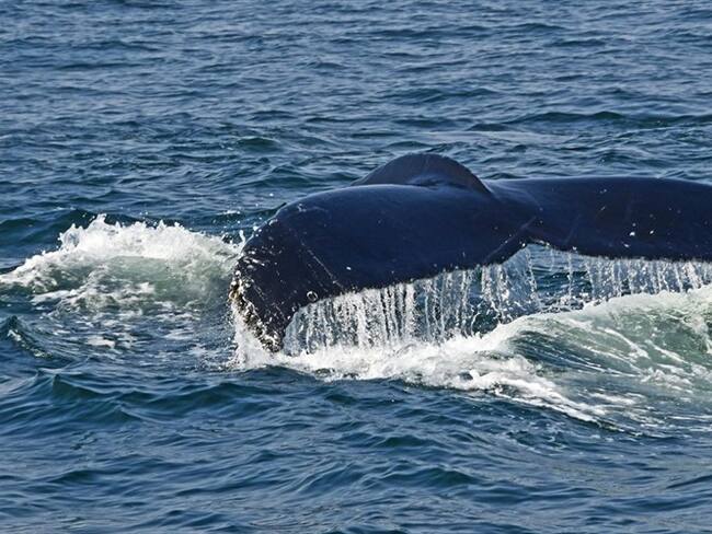 ¿Por qué Japón volvió a la caza de ballenas?