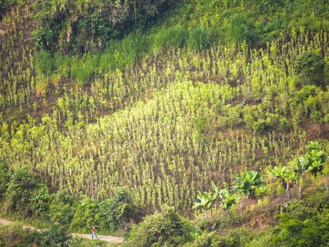 Gobierno no ha llegado con los proyectos productivos y sigue erradicando: COCAM