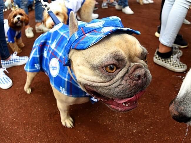 Perros para reducir el estrés de los universitarios españoles. Foto: Getty Images