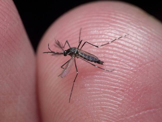 El Instituto Nacional de Salud (INS) reportó que en el año 2019 se presentaron al menos 127.553 casos y 90 muertes confirmadas por dengue. Foto: Getty Images