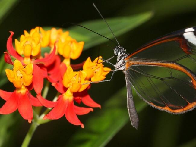 Por medio de su celular podrá participar del primer censo mundial de mariposas